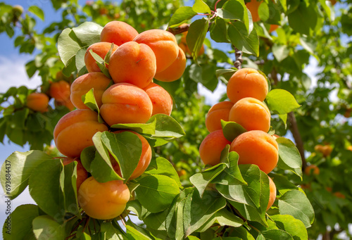 A bunch of ripe apricots on...