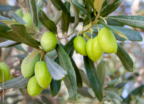 Fresh green olives on the o...