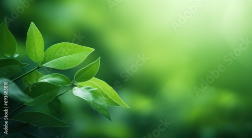 green branches on the leafy branches with sunlight.