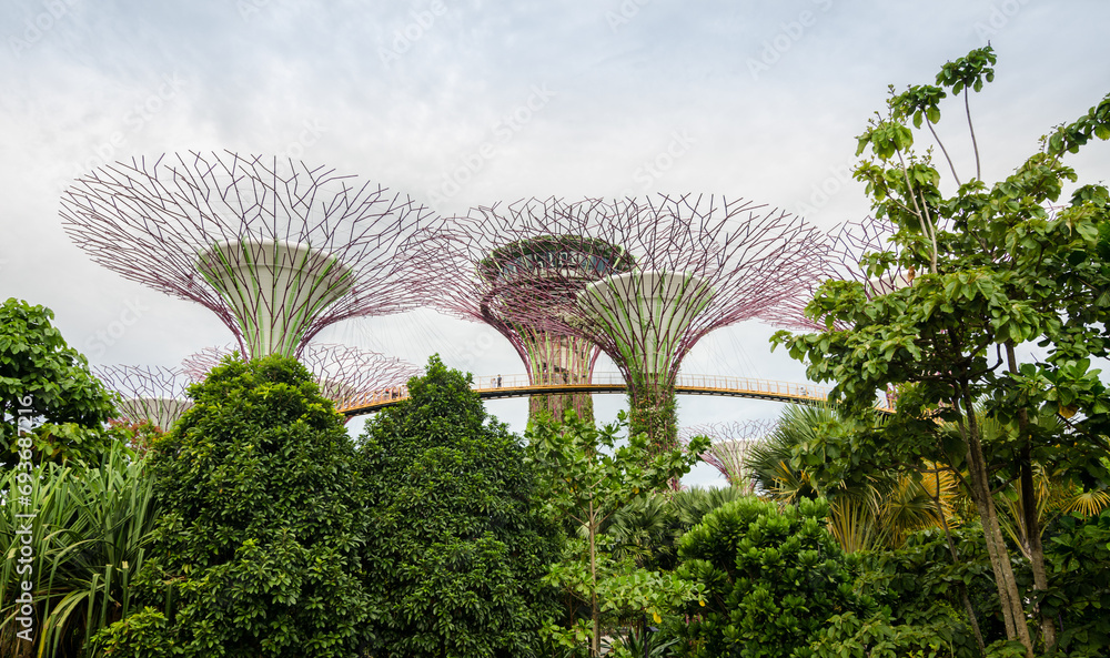Fototapeta premium Singapore Supertrees in garden by the bay at Bay South Singapore