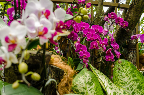 Photography Orchid Garden in Singapore Botanical gardens
