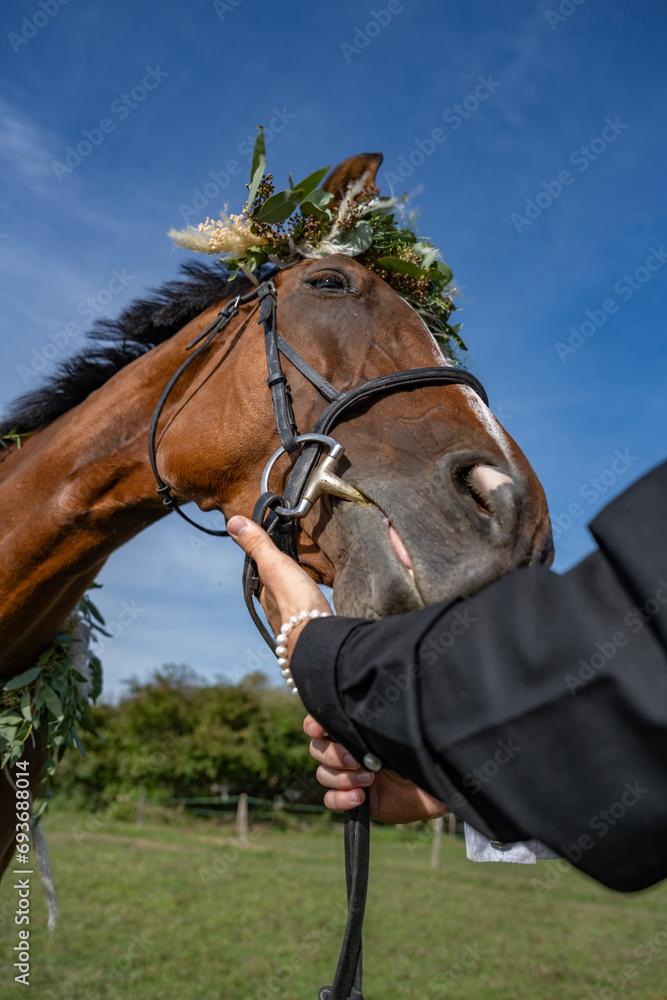 Obraz premium tête d'un cheval câlin avec une couronne de feuilles et de fleurs