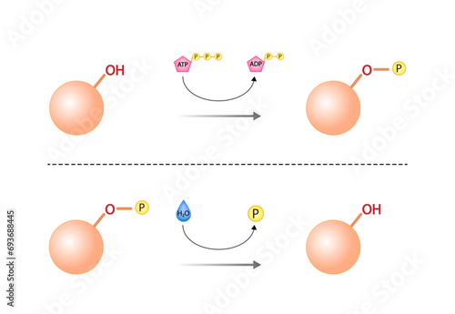 Protein kinase, an enzyme that transfer phosphate from ATP to a protein. Phosphatase, an enzyme that removes a phosphate group from the phosphorylated protein. Phosphorylation and Dephosphorylation.