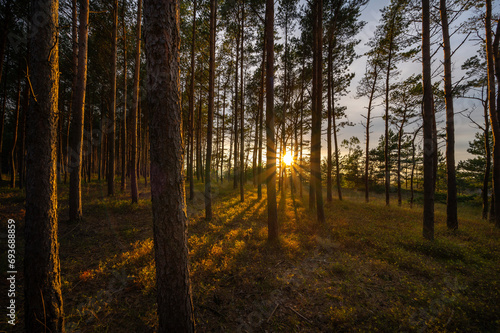 Zachód słońca wśród drzew w lesie © HORECA MEDIA