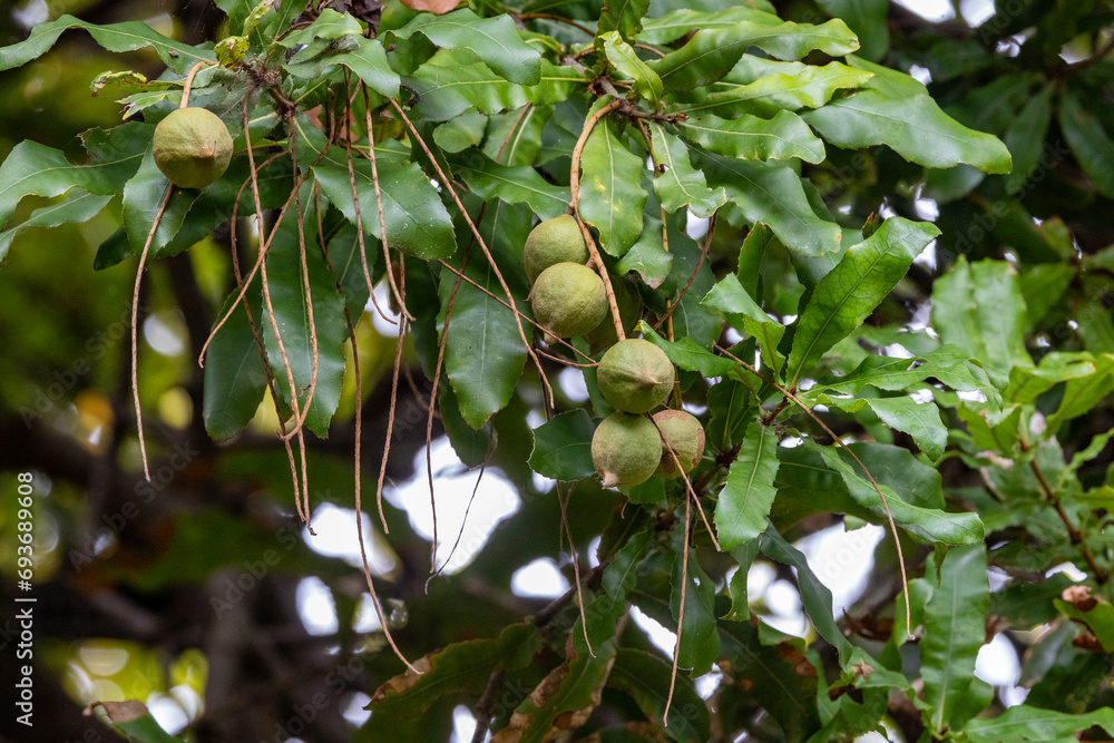 Fototapeta premium Macadamia tree with nuts and leaves