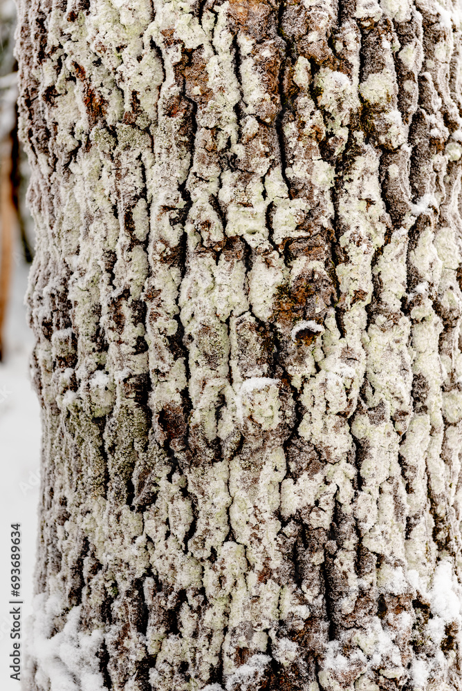 Background, pattern. tree trunk covered with moss and snow Background, pattern. tree trunk covered with moss and snow