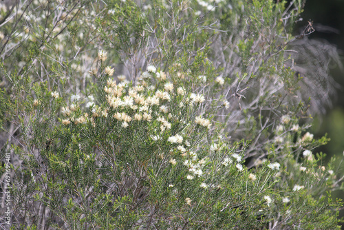 Cream flowers on a Melaleuca ericifolia, commonly known as swamp paperbark photo