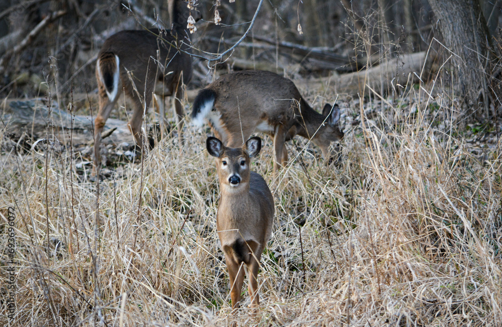 Deer Sunny December Afternoon