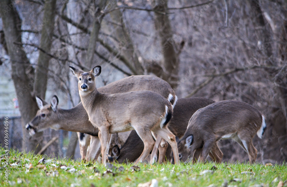 Deer Sunny December Afternoon