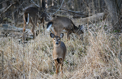 Obraz na płótnie Deer Sunny December Afternoon w salonie