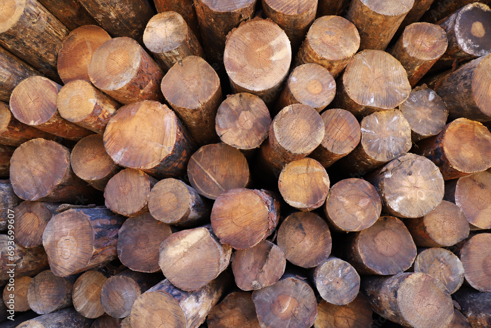 Troncos de madera apilados en un bosque español Troncos de madera apilados en un bosque español