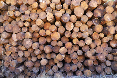 Troncos de madera apilados en un bosque español photo