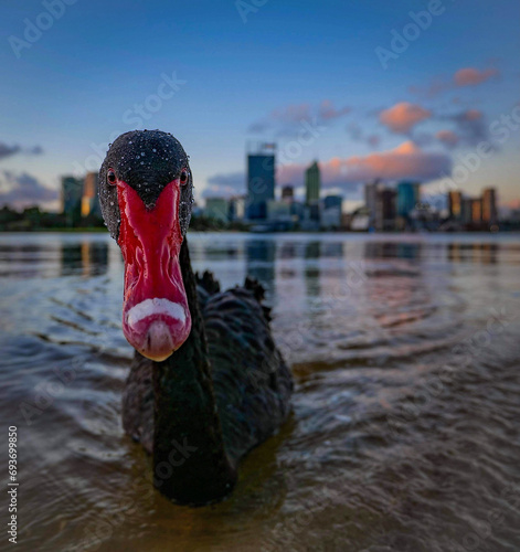 Swan on the water