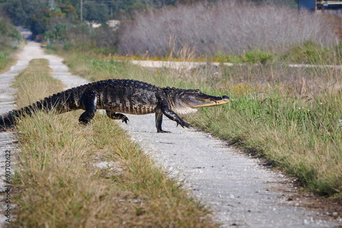 alligator crossing a road © jeremy