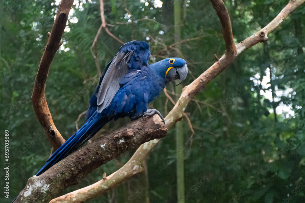Obraz premium blue and yellow macaw