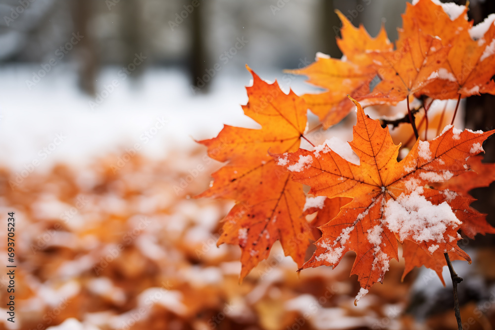 Autumn leaves under snow on tree in park. Autumn leaves under snow on tree in park.