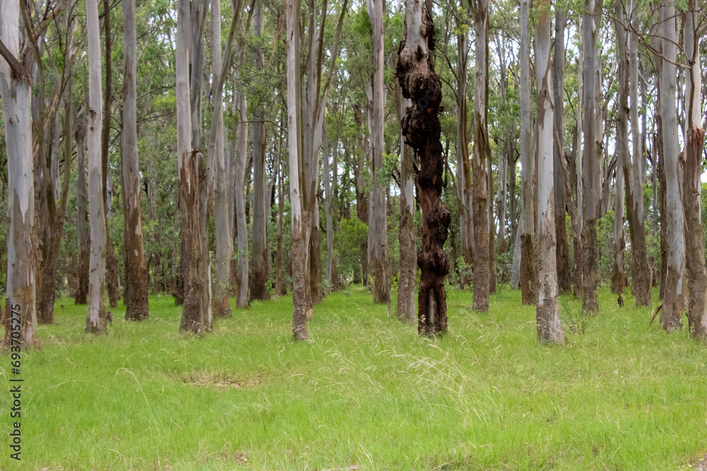 Fototapeta premium Bosque de Eucaliptos