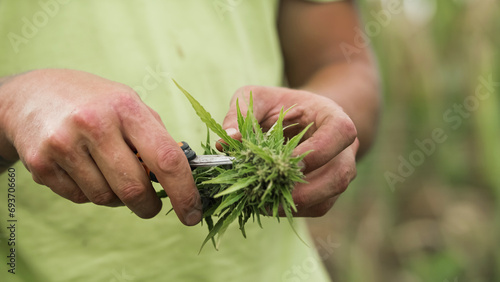 Male hands holding scissors and trimming leaves from freshly harvested cannabis bud, close up shot. Marijuana wet trim concept.