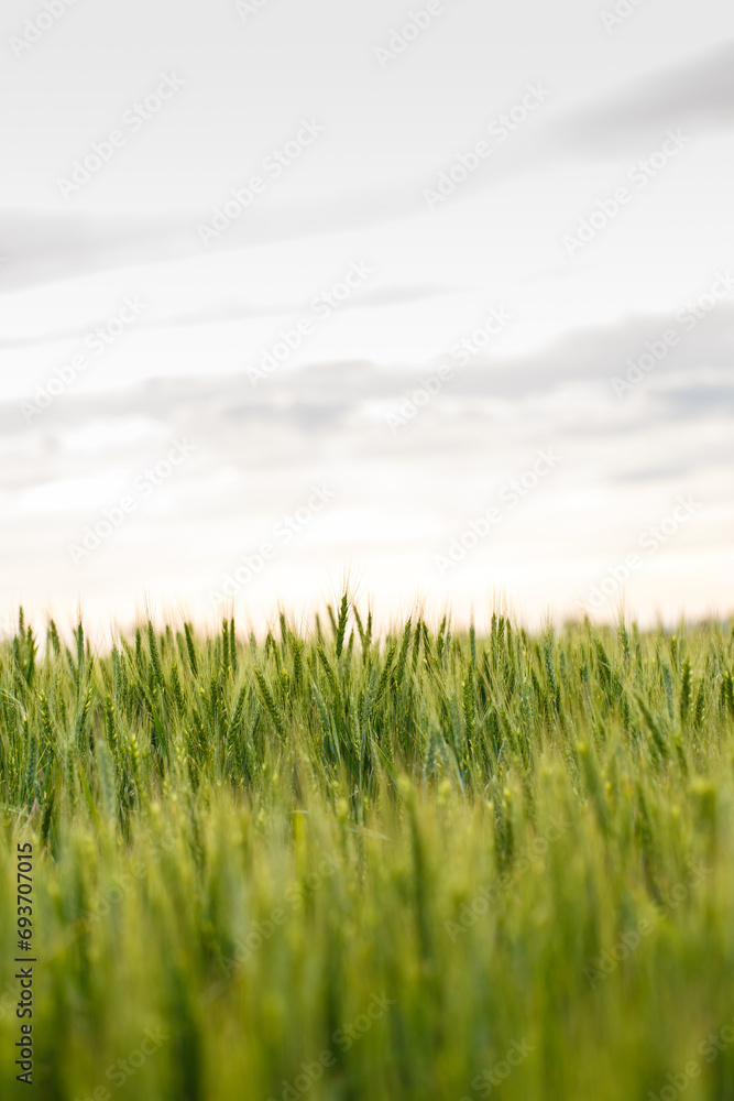 Spikelets of green wheat on a field with wheat