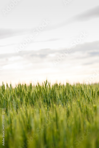 Spikelets of green wheat on a field with wheat