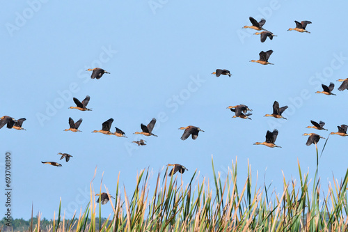 fulvous whistling duck migration