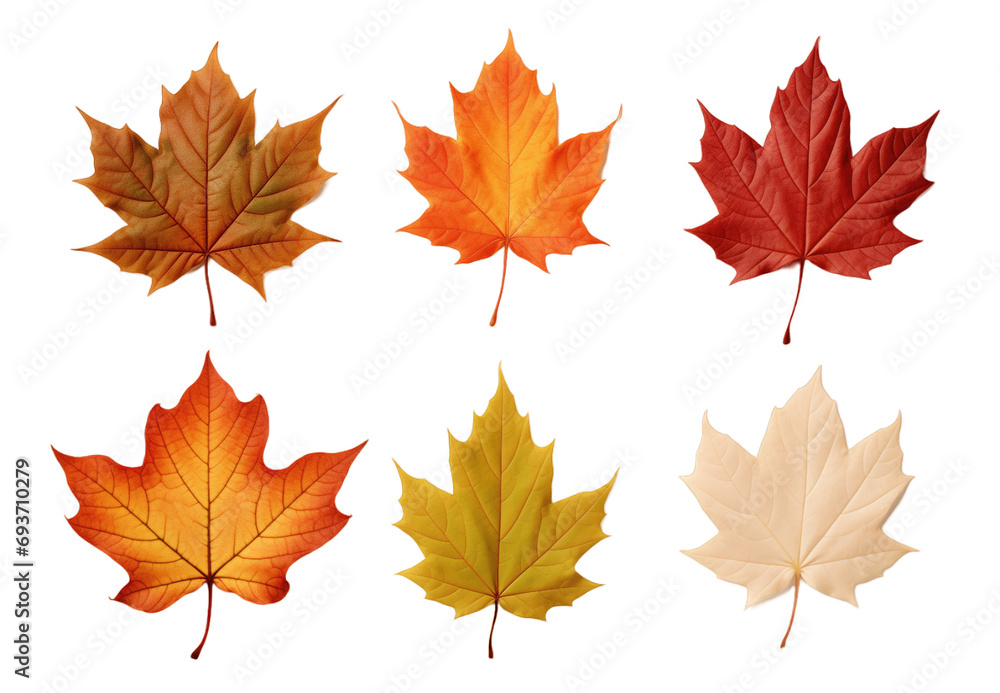 Collection of set Autumn leaves isolated on transparent background. PNG file, cut out Collection of set Autumn leaves isolated on transparent background. PNG file, cut out