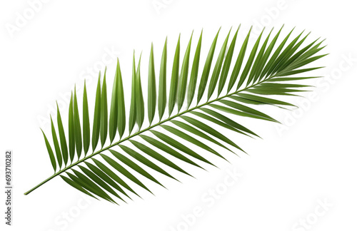 Palm leaf isolated on transparent background. PNG file, cut out photo