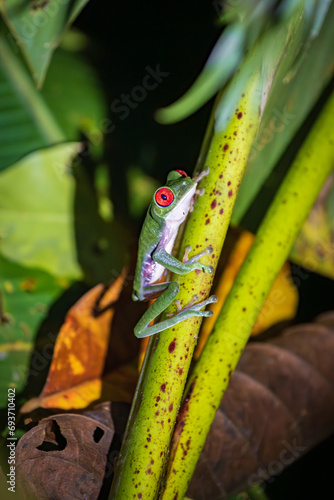 Red-eyed tree frog (Agalychnis callidryas) in Drake bay (Costa Rica) photo