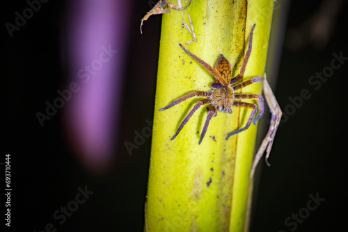 Insects and amphibians at night in Drake bay (Costa Rica) photo