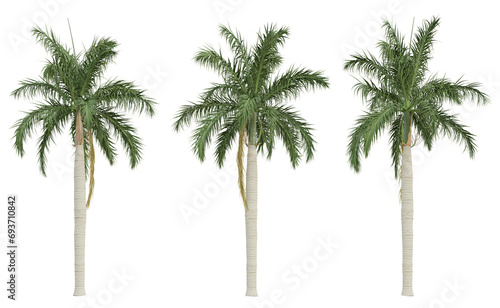 Roystonea Regia palm tree on transparent background, tropical plant, 3d render illustration.