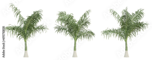Roystonea Regia palm tree on transparent background, tropical plant, 3d render illustration.