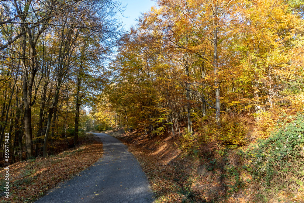 Autumn in the park