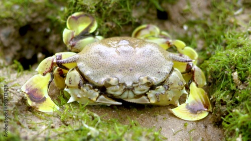 Spotted moon crab or Ashtoret lunaris on a mossy coral reef photo