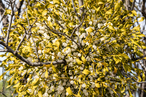 Close up view of European Mistletoe (Viscum album) hemi-parasitic shrub growing on branches. photo