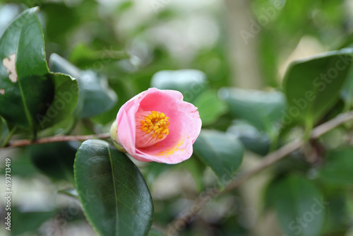 新春に華麗に咲いた椿