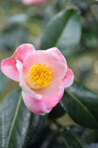 新春に華麗に咲いた椿