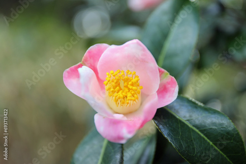 新春に華麗に咲いた椿