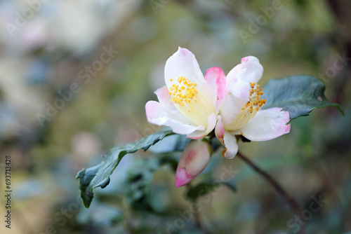 新春に華麗に咲いた椿