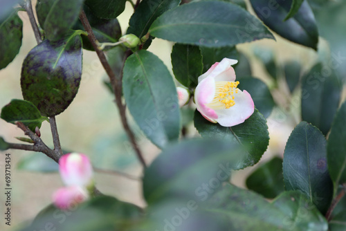 新春に華麗に咲いた椿