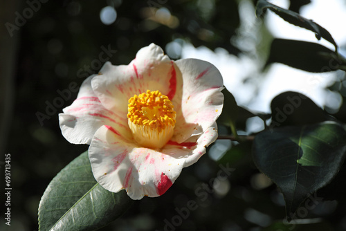 新春に華麗に咲いた椿