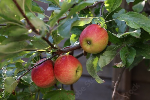 Ripe red apples on tree in garden