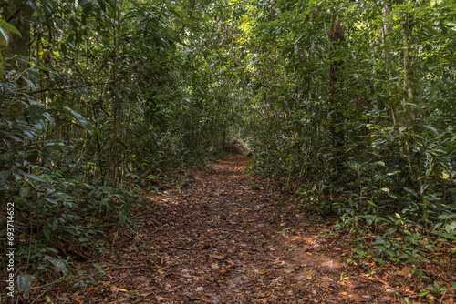 Rodal forest with white sand soil, a rare ecosystem characterized by having thin and tall rod-shaped trees, which grow in flooded and dry soils. photo