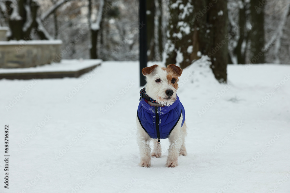 Cute Jack Russell Terrier in pet jacket in snowy park Cute Jack Russell Terrier in pet jacket in snowy park