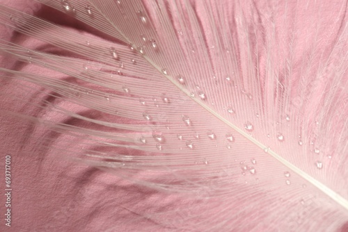Fluffy white feather with water drops on pink background  top view