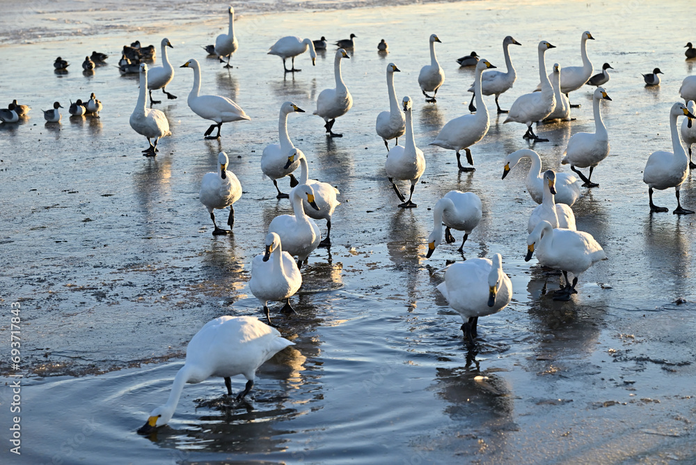 Fototapeta premium The arrival of swans, Utsunomiya, Tochigi