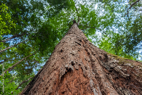 Принти на полотні Gazing upwards into the heart of the Amazon rainforest, this photo captures the colossal stature of a towering tree, symbolizing the grandeur and majesty of the Brazilian Amazon's rich biodiversity