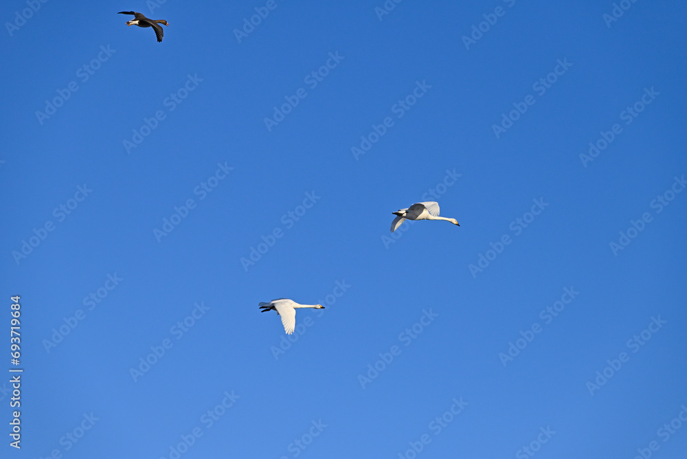 Fototapeta premium The arrival of swans, Utsunomiya, Tochigi