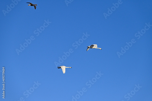 The arrival of swans  Utsunomiya  Tochigi