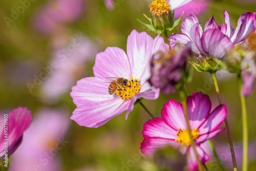 花粉をいっぱいつけてピンクのコスモスの蜜を集めるミツバチ © Scott Mirror
