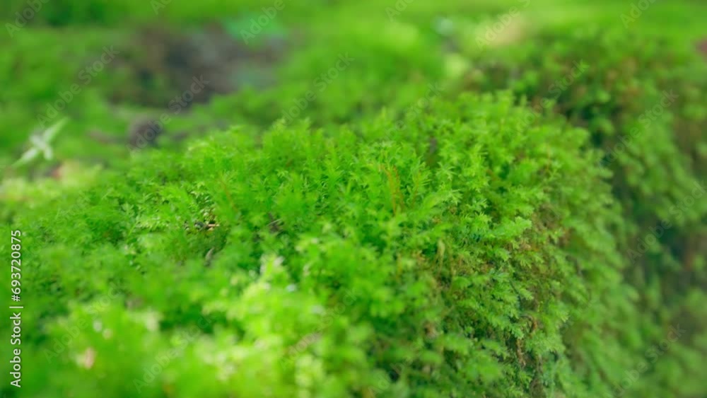Thick green moss settled on a tree trunk. Forest on a tree trunk Thick green moss settled on a tree trunk. Forest on a tree trunk